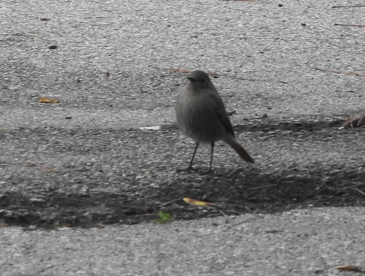 Black Redstart - Pedro Beja