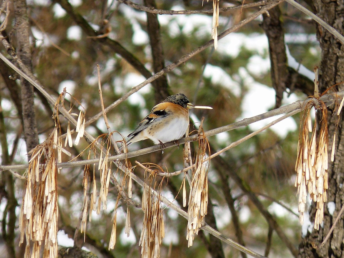 Brambling - Peter Bijlmakers