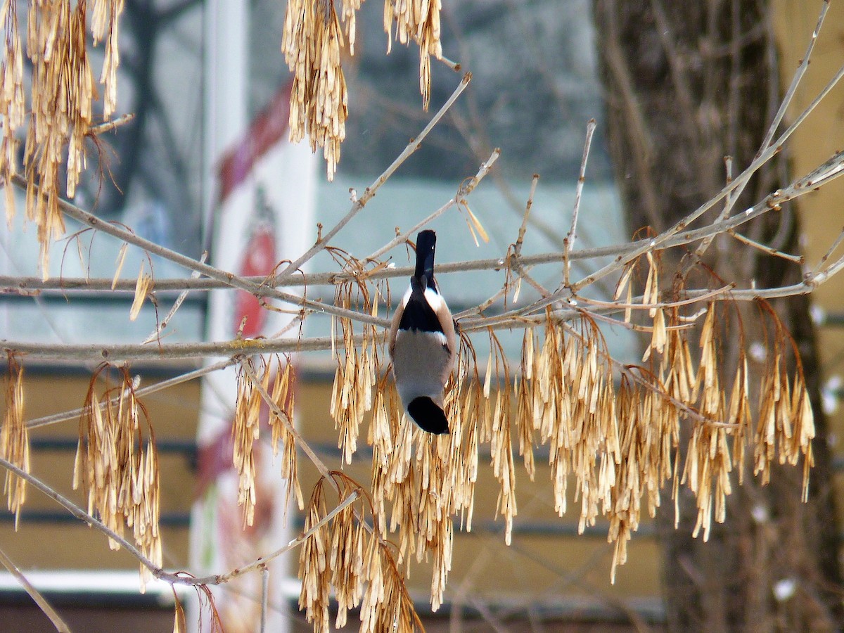 Eurasian Bullfinch - ML87703551