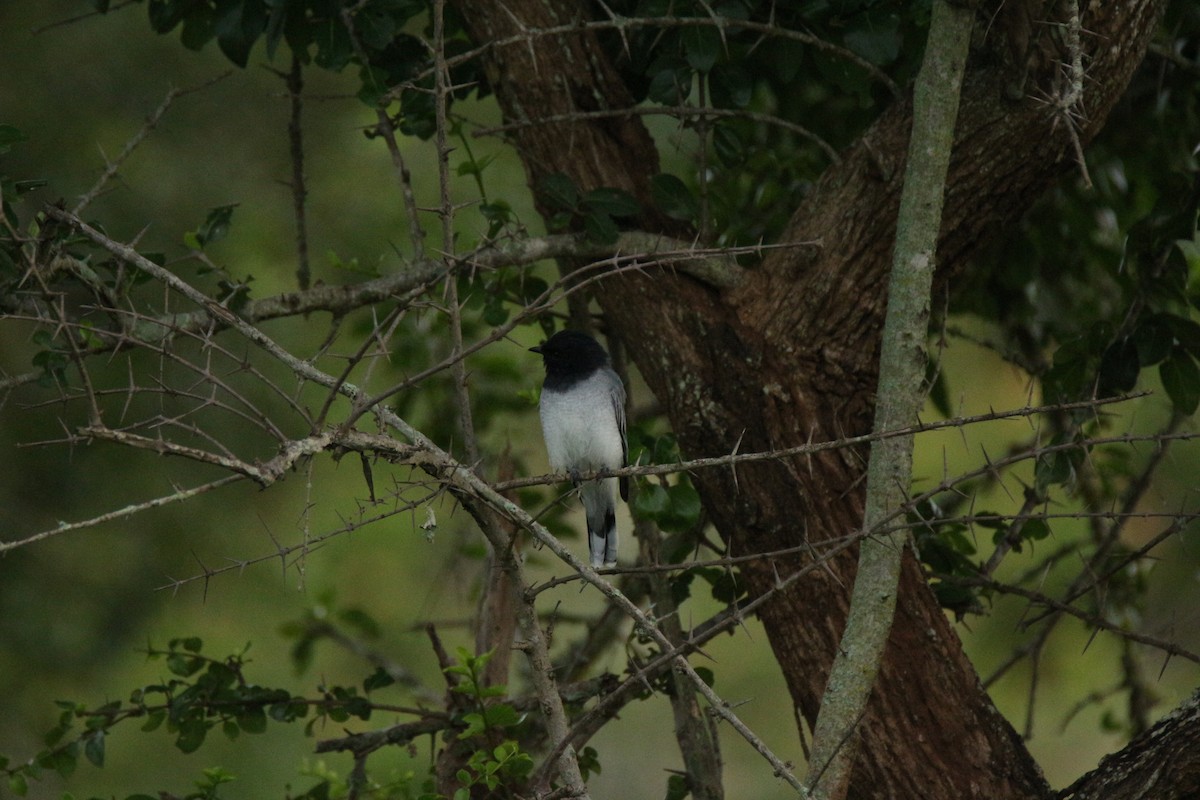 Black-headed Cuckooshrike - ML87705221