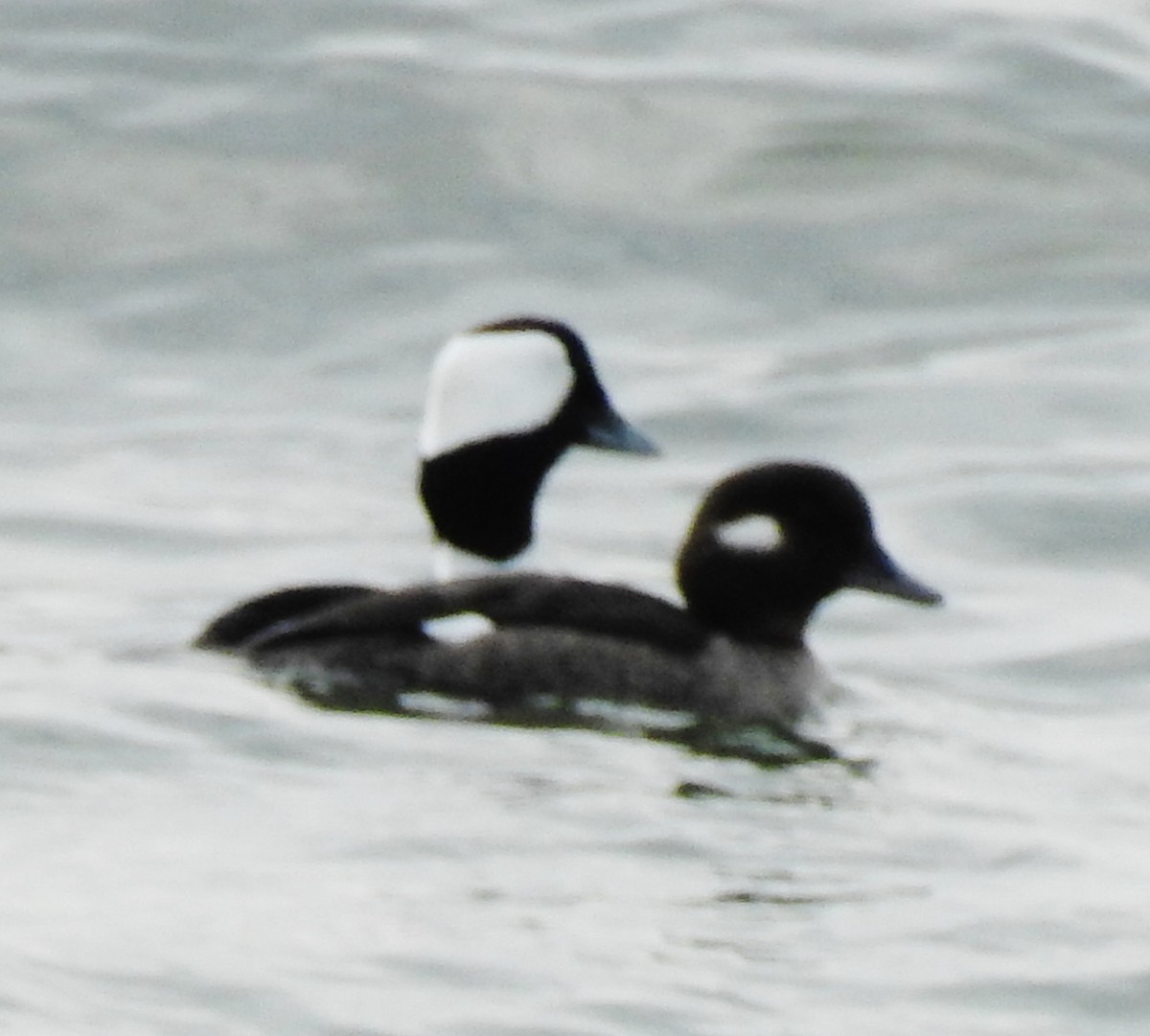 Bufflehead - alan murray