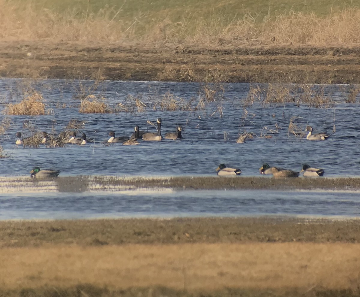 Northern Pintail - Chris Kargel