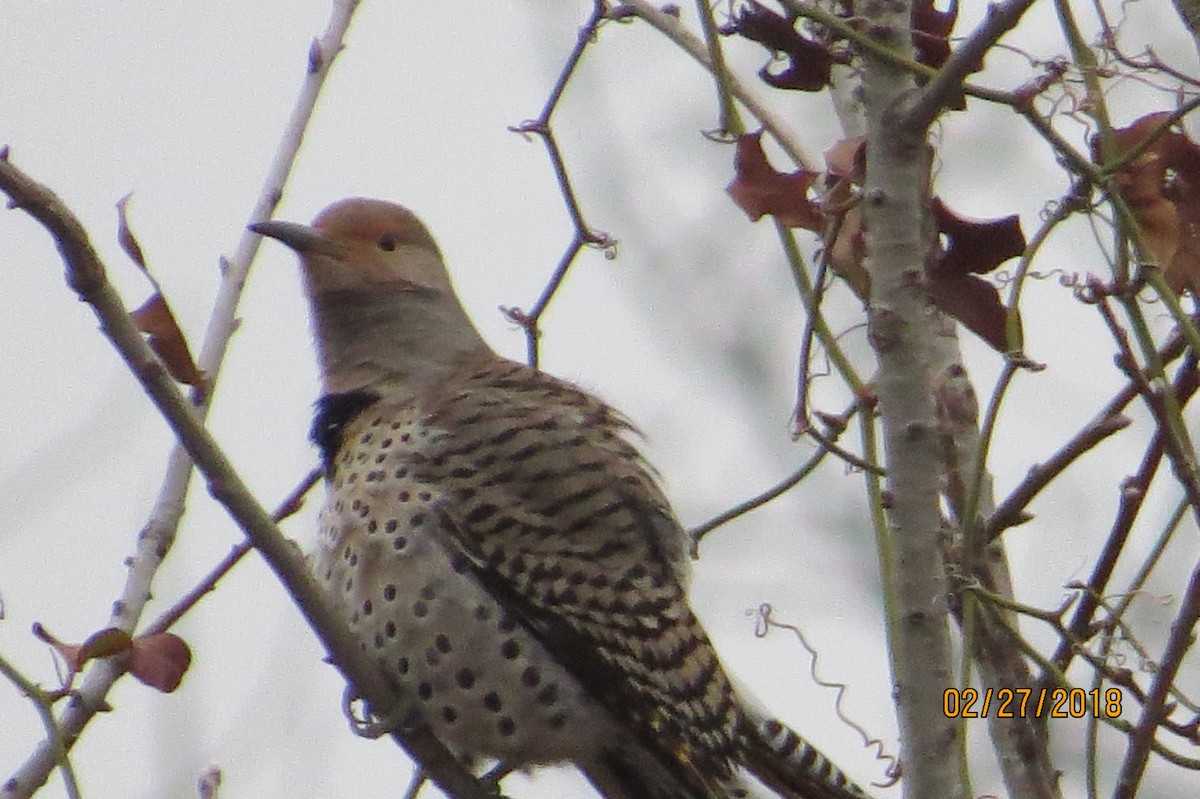 Northern Flicker (Yellow-shafted x Red-shafted) - ML87709901