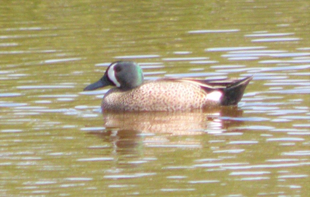 Blue-winged Teal - Mike Winck