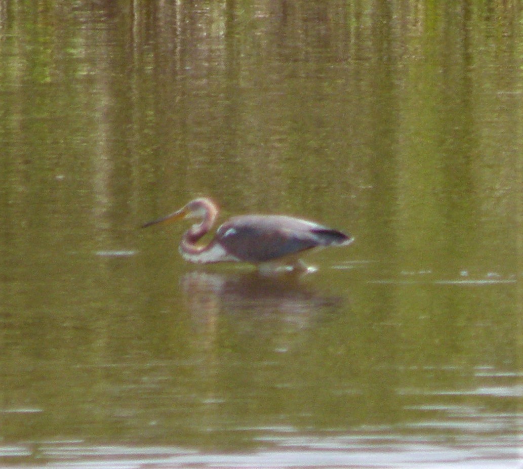 Tricolored Heron - ML87712701