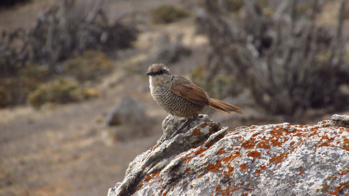 White-throated Tapaculo - ML87713091