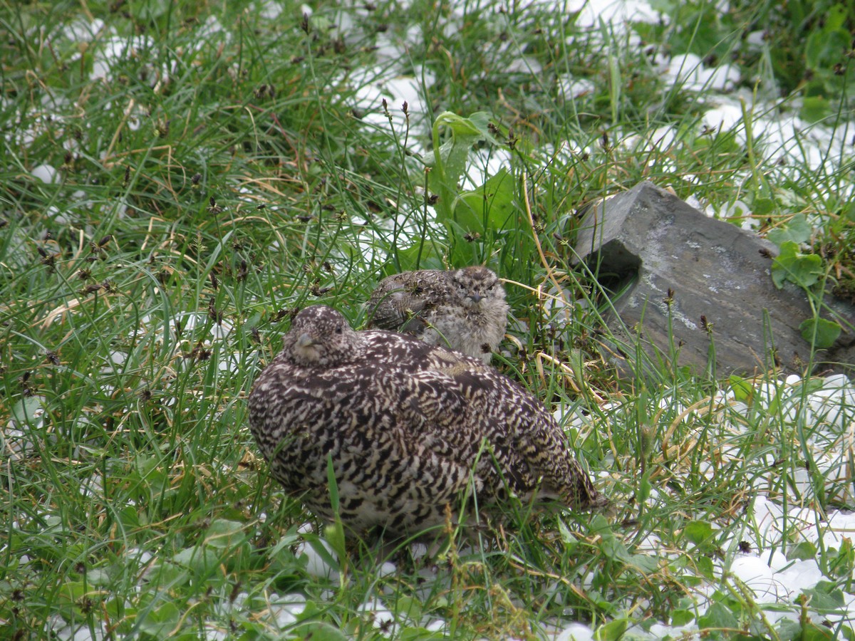 Weißschwanz-Schneehuhn - ML87713451