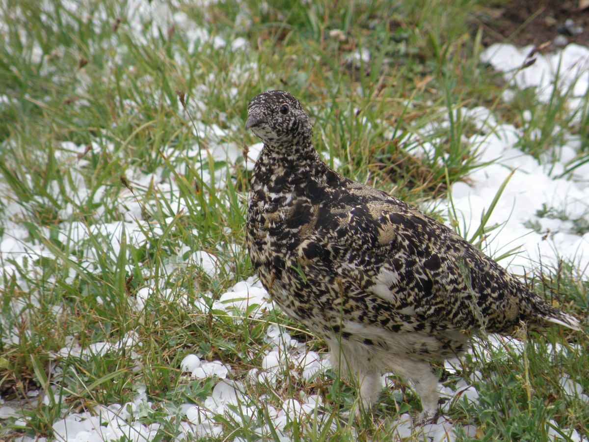 White-tailed Ptarmigan - Ted Nanninga