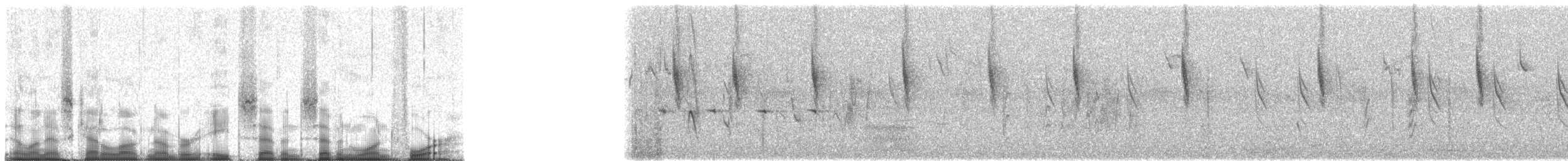 Obispo Acollarado (ardens) - ML87714