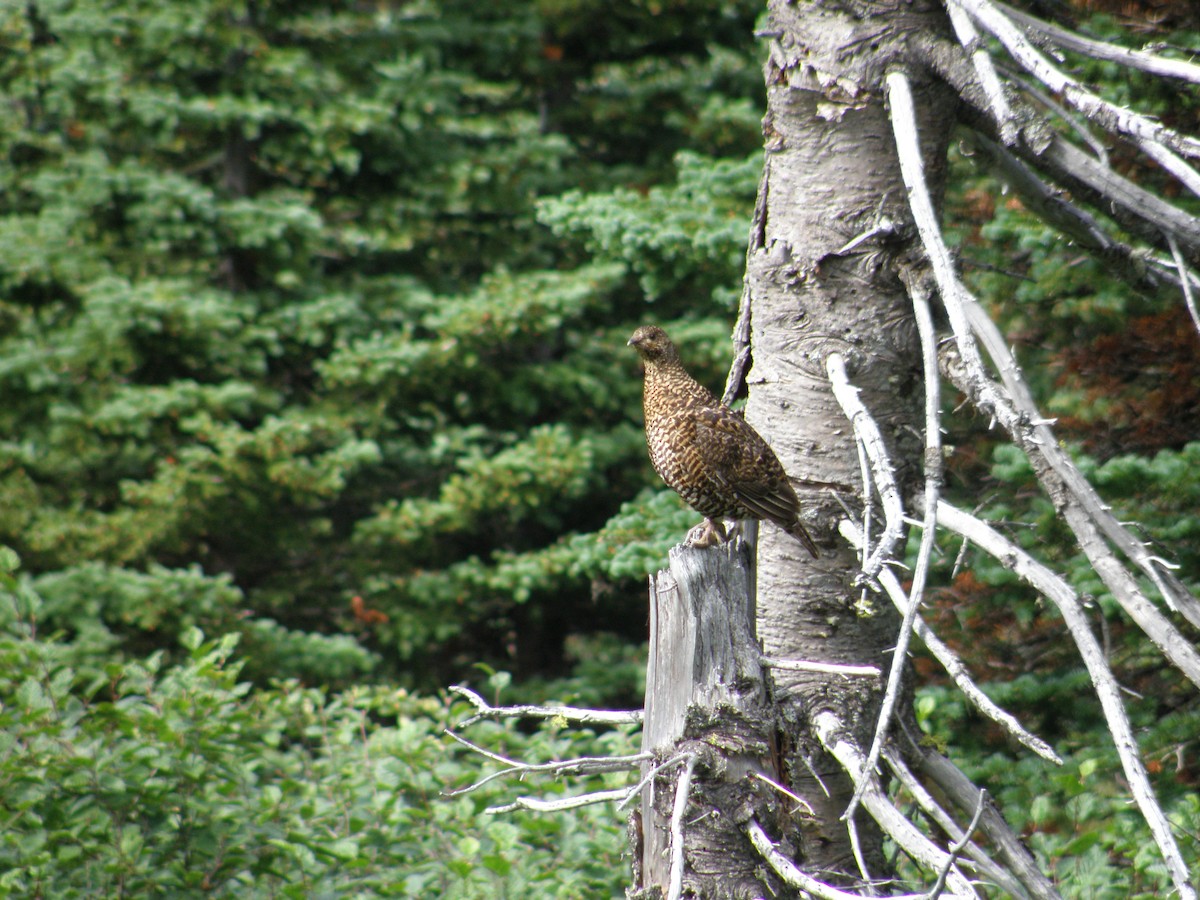 Spruce Grouse - Ted Nanninga