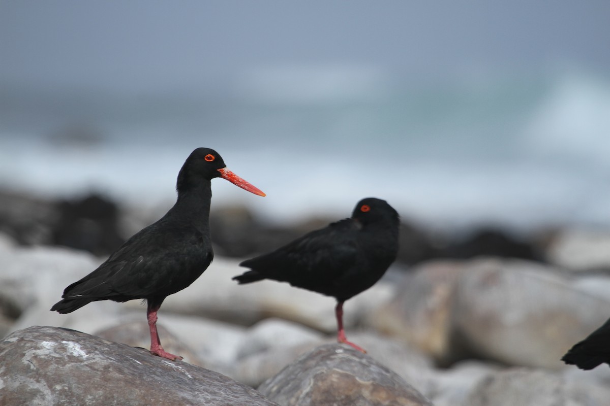 African Oystercatcher - Will Sweet