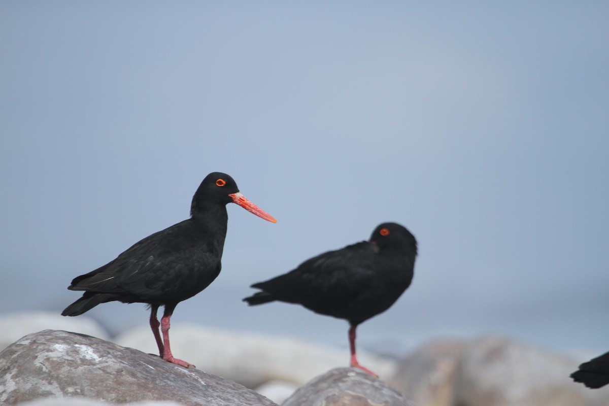 African Oystercatcher - Will Sweet