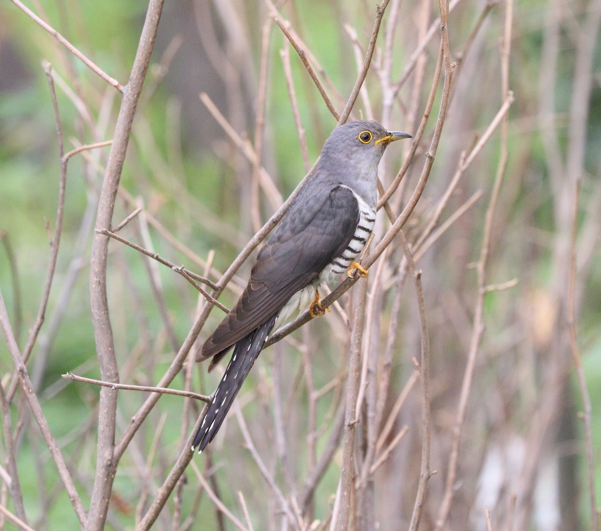 Lesser Cuckoo - Suresh Rana