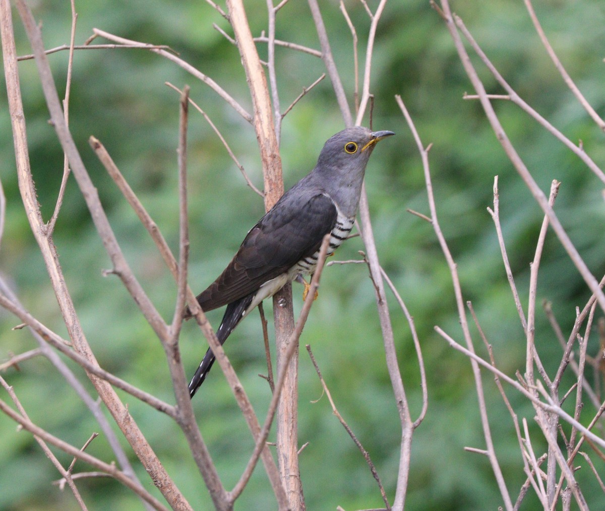 Lesser Cuckoo - Suresh Rana