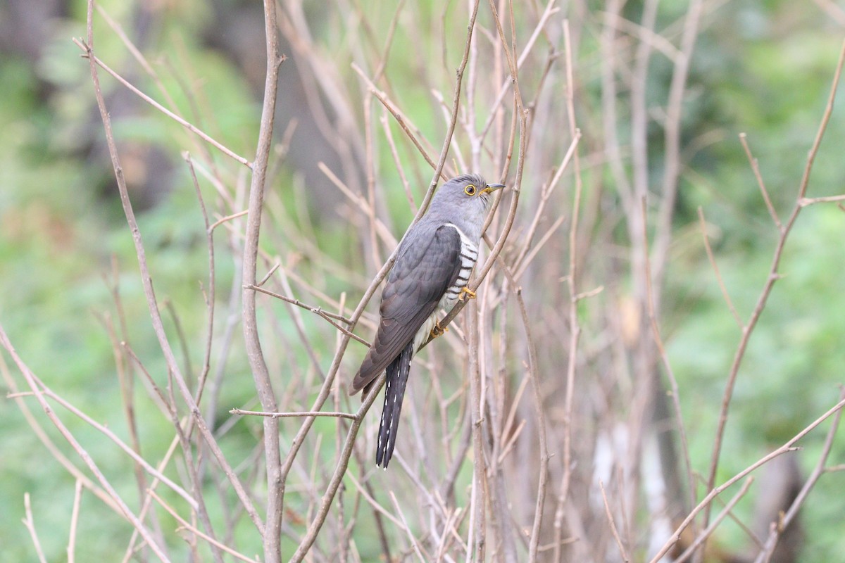 Lesser Cuckoo - ML87718331