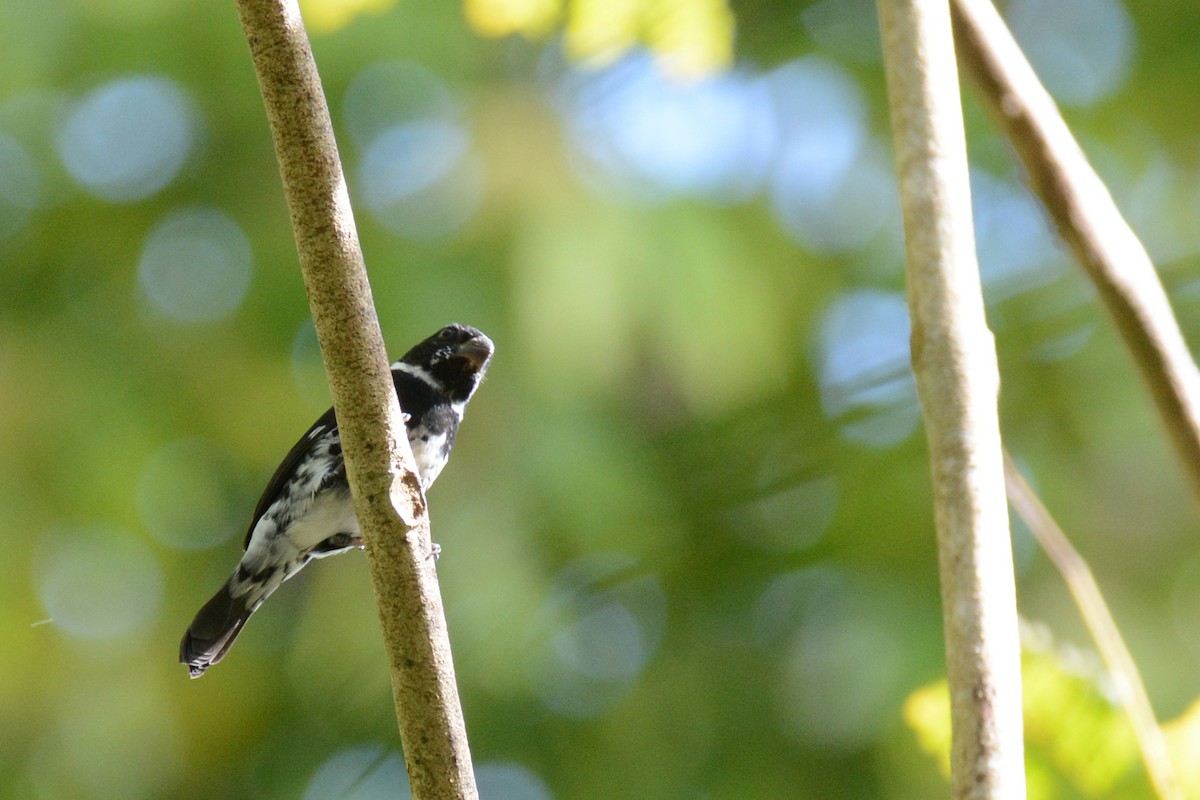 Variable Seedeater - Marie O'Neill