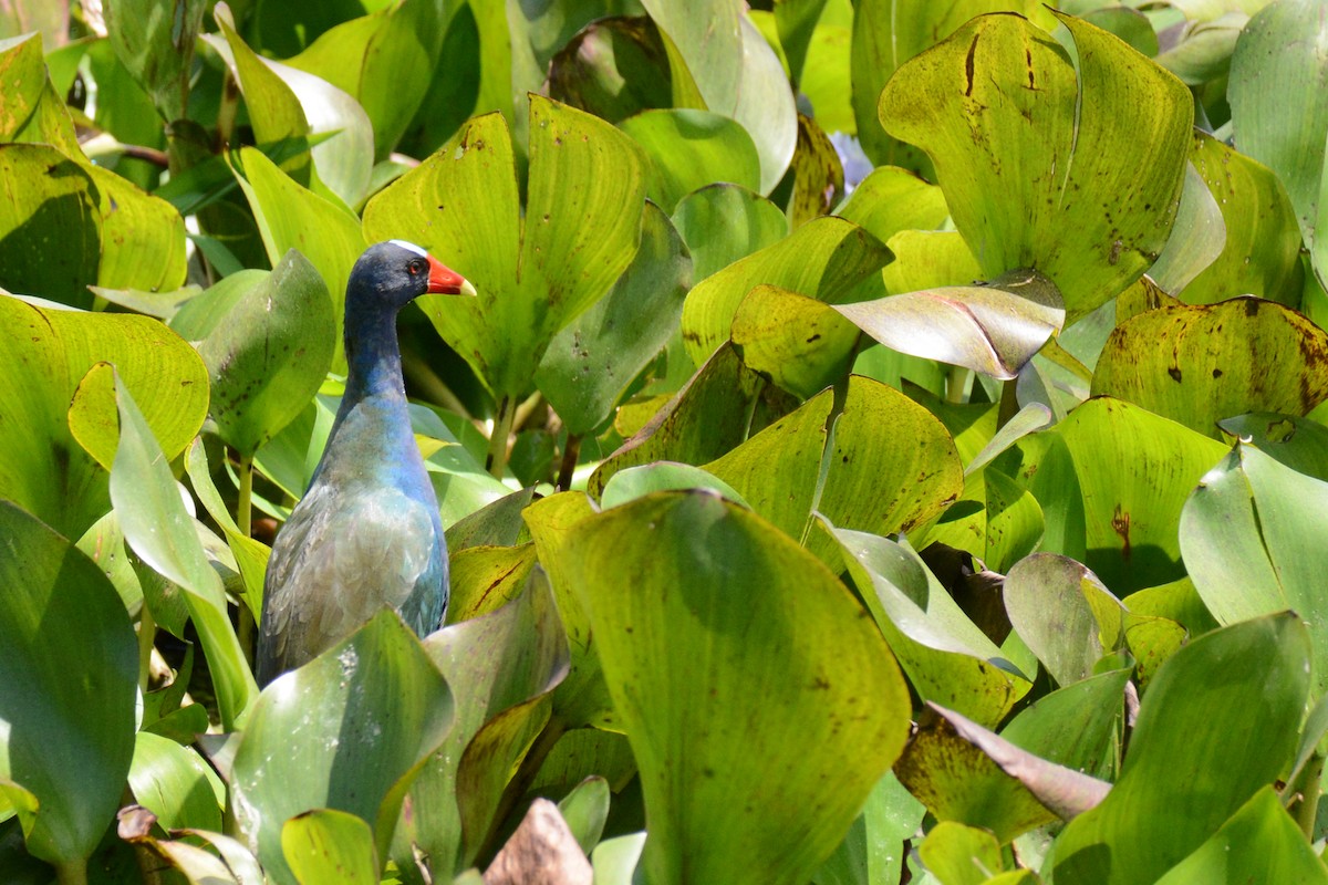 Purple Gallinule - ML87718511