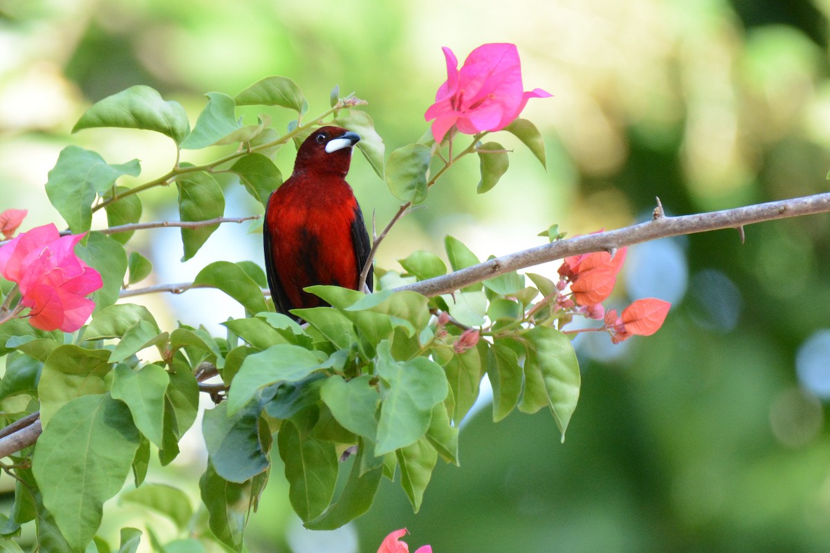 Crimson-backed Tanager - ML87718751