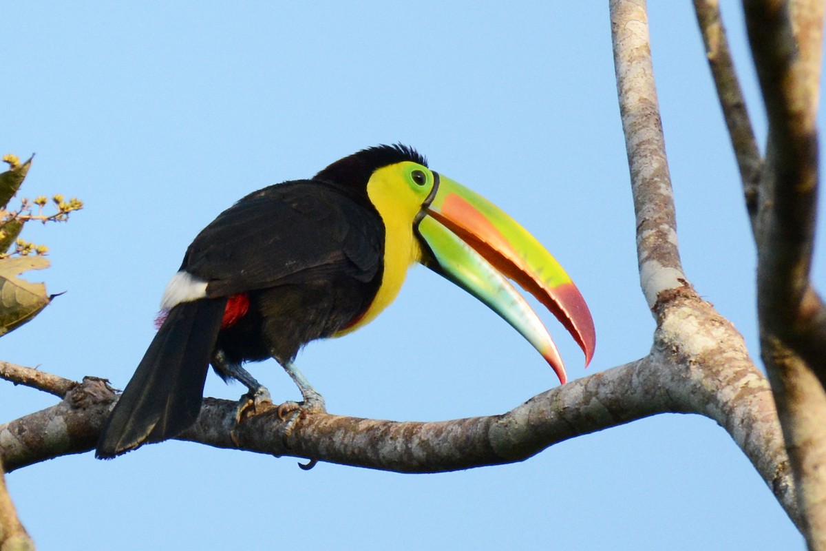 Keel-billed Toucan - ML87719201