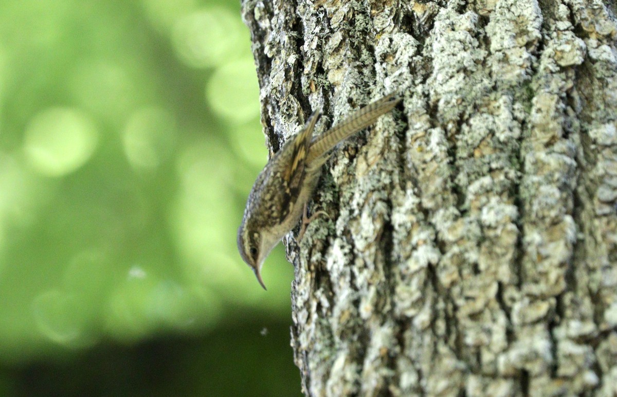 Bar-tailed Treecreeper - Suresh  Rana