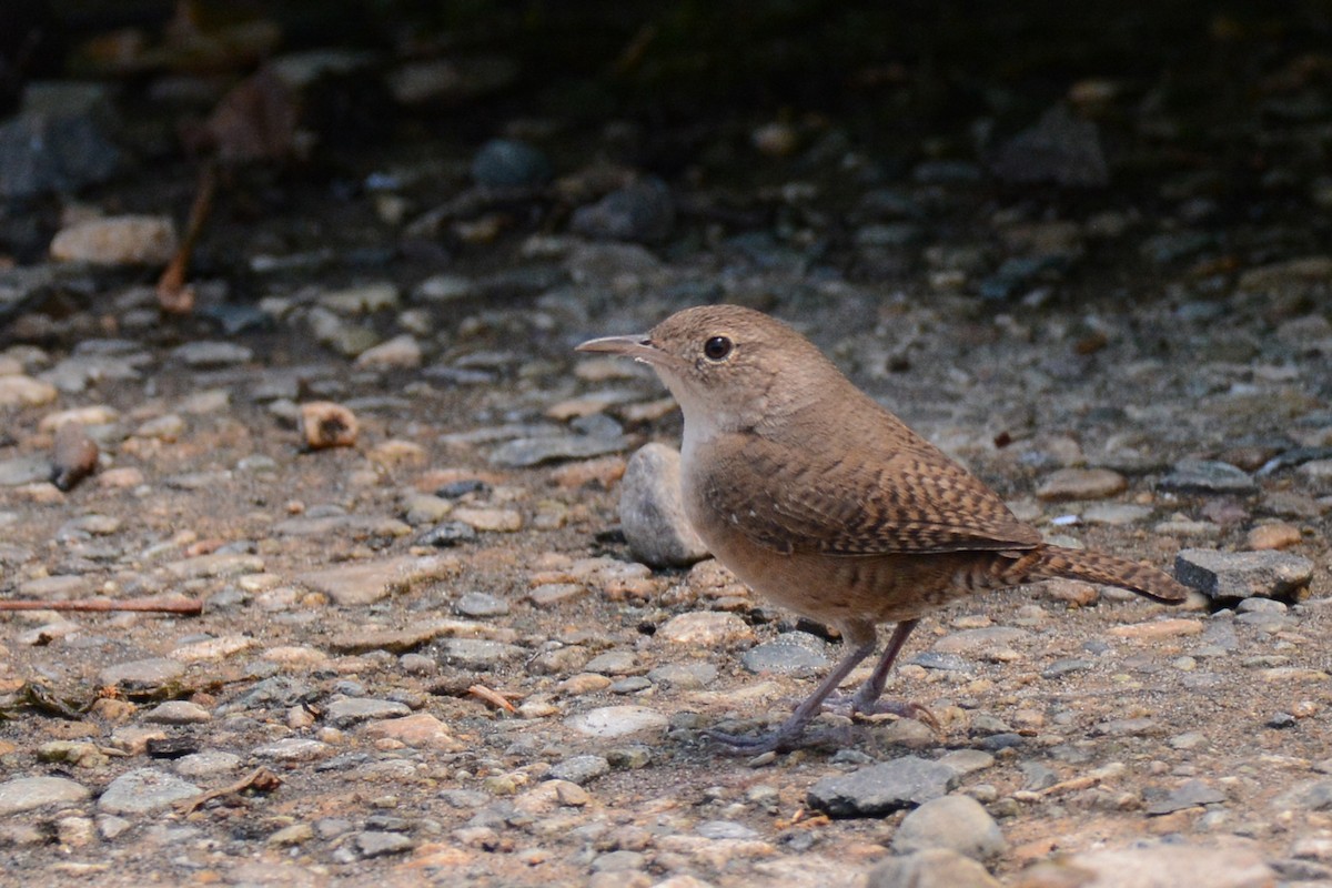 House Wren - ML87719321