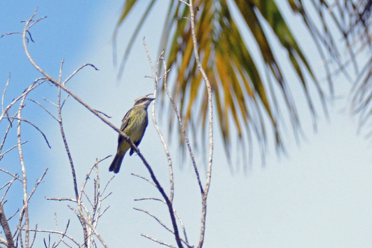 Piratic Flycatcher - ML87719551