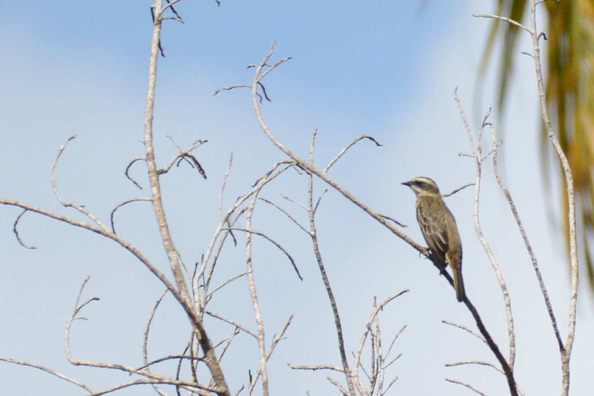 Piratic Flycatcher - Marie O'Neill