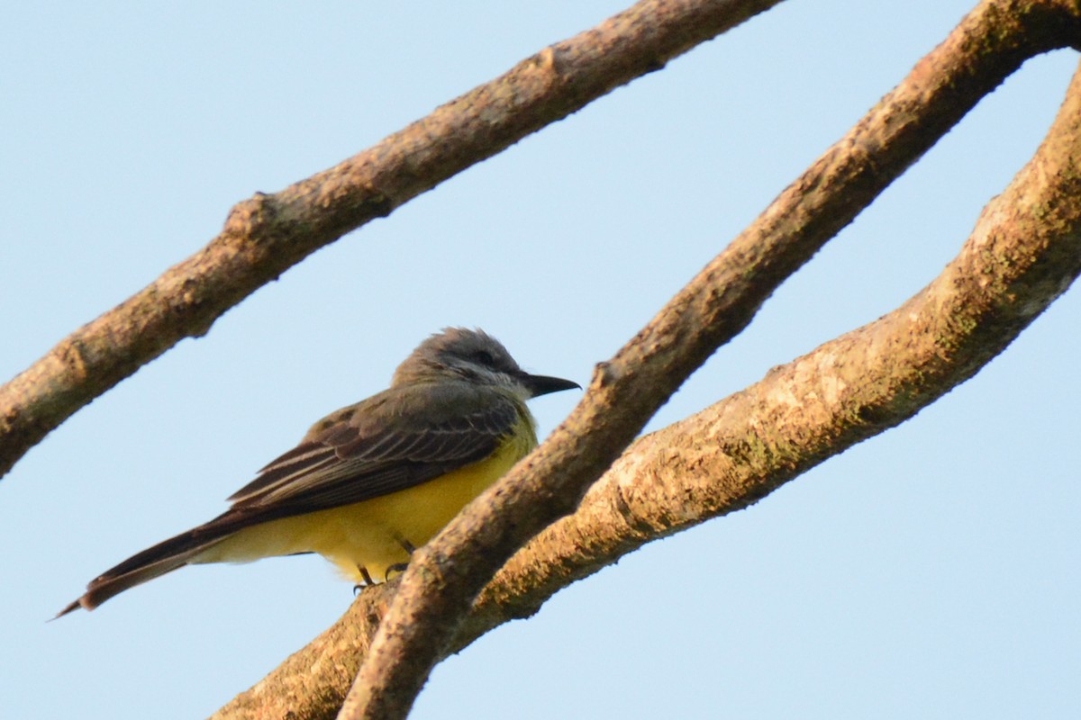 Tropical Kingbird - ML87719671