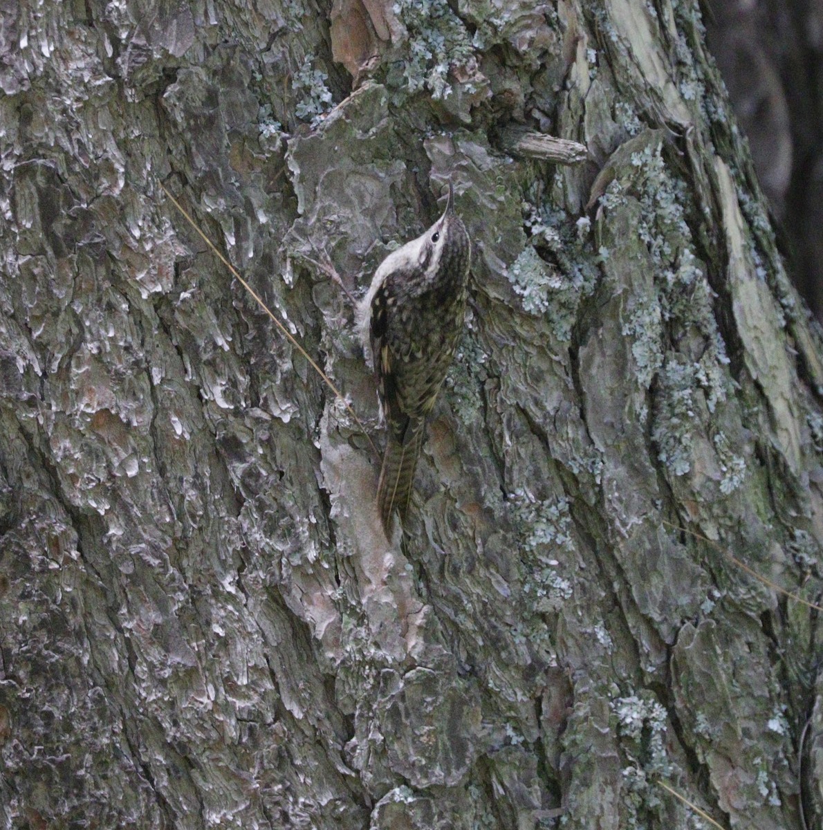 Bar-tailed Treecreeper - ML87719681