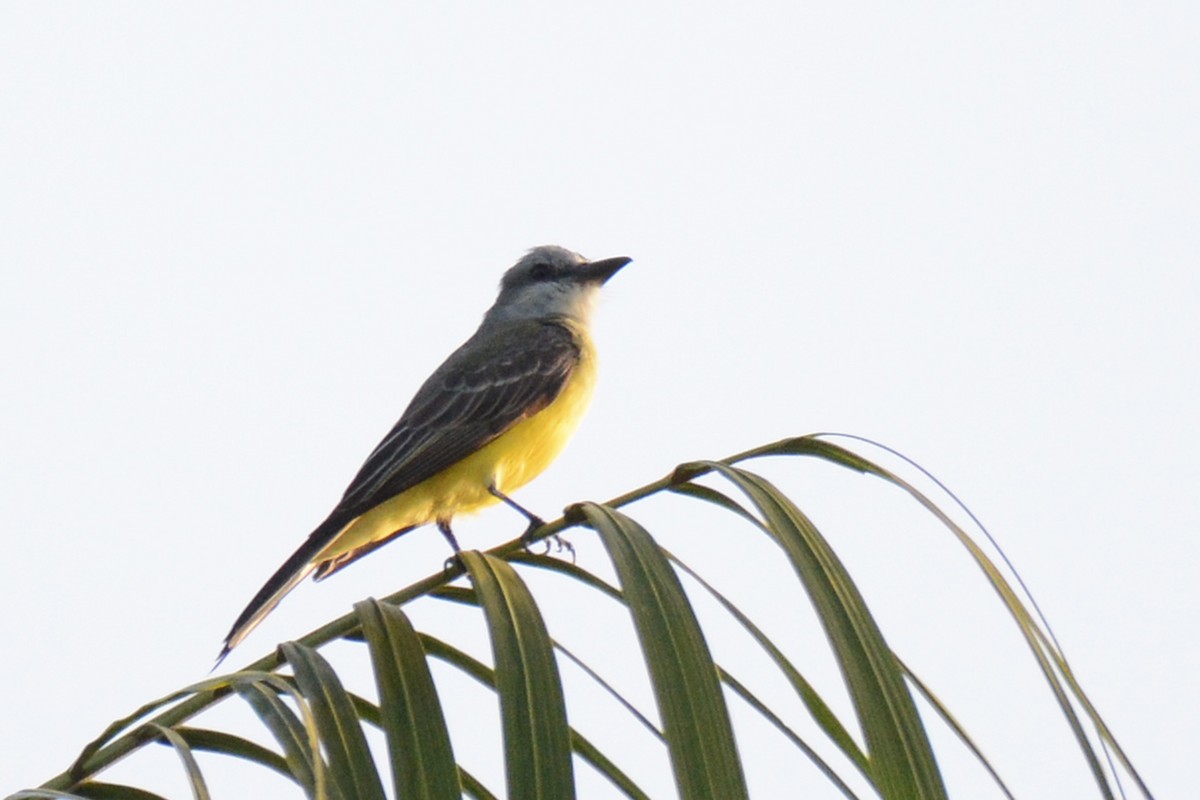 Tropical Kingbird - ML87719691