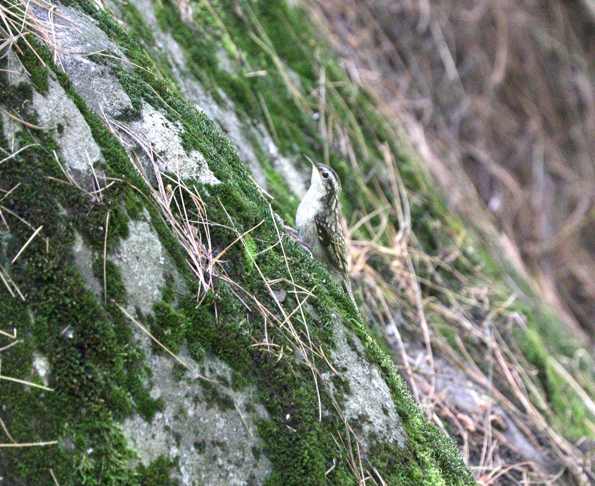 Bar-tailed Treecreeper - ML87719731