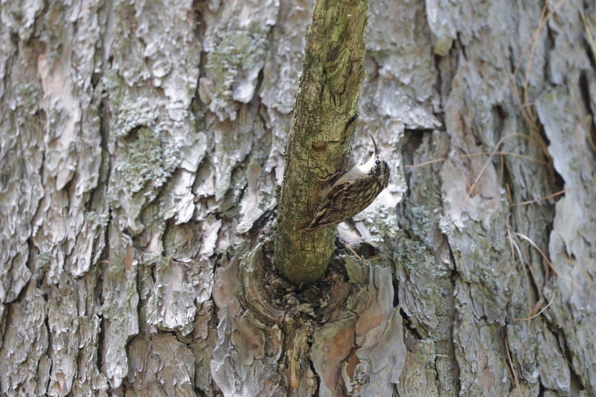 Bar-tailed Treecreeper - ML87719781