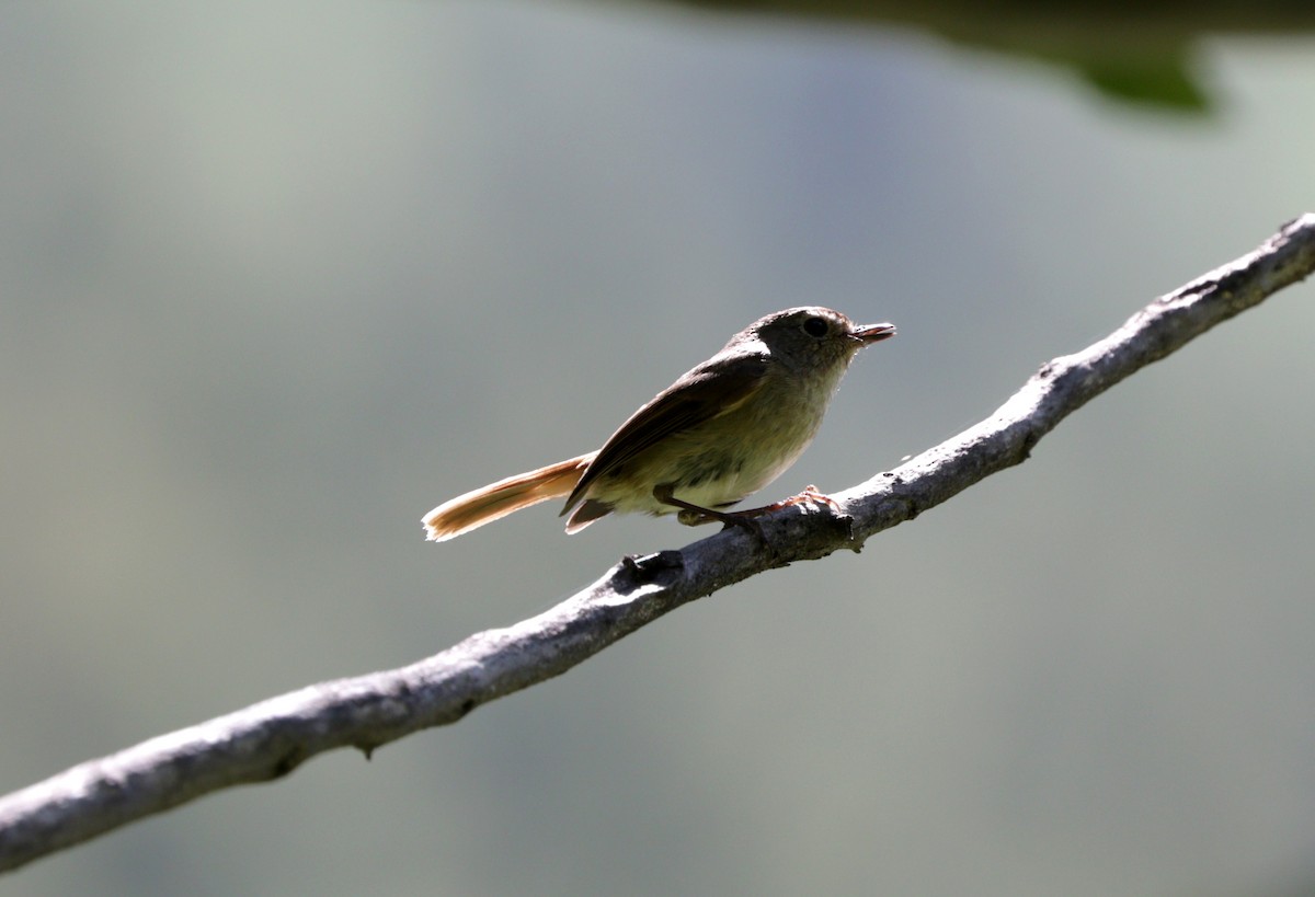 Rusty-tailed Flycatcher - ML87719801