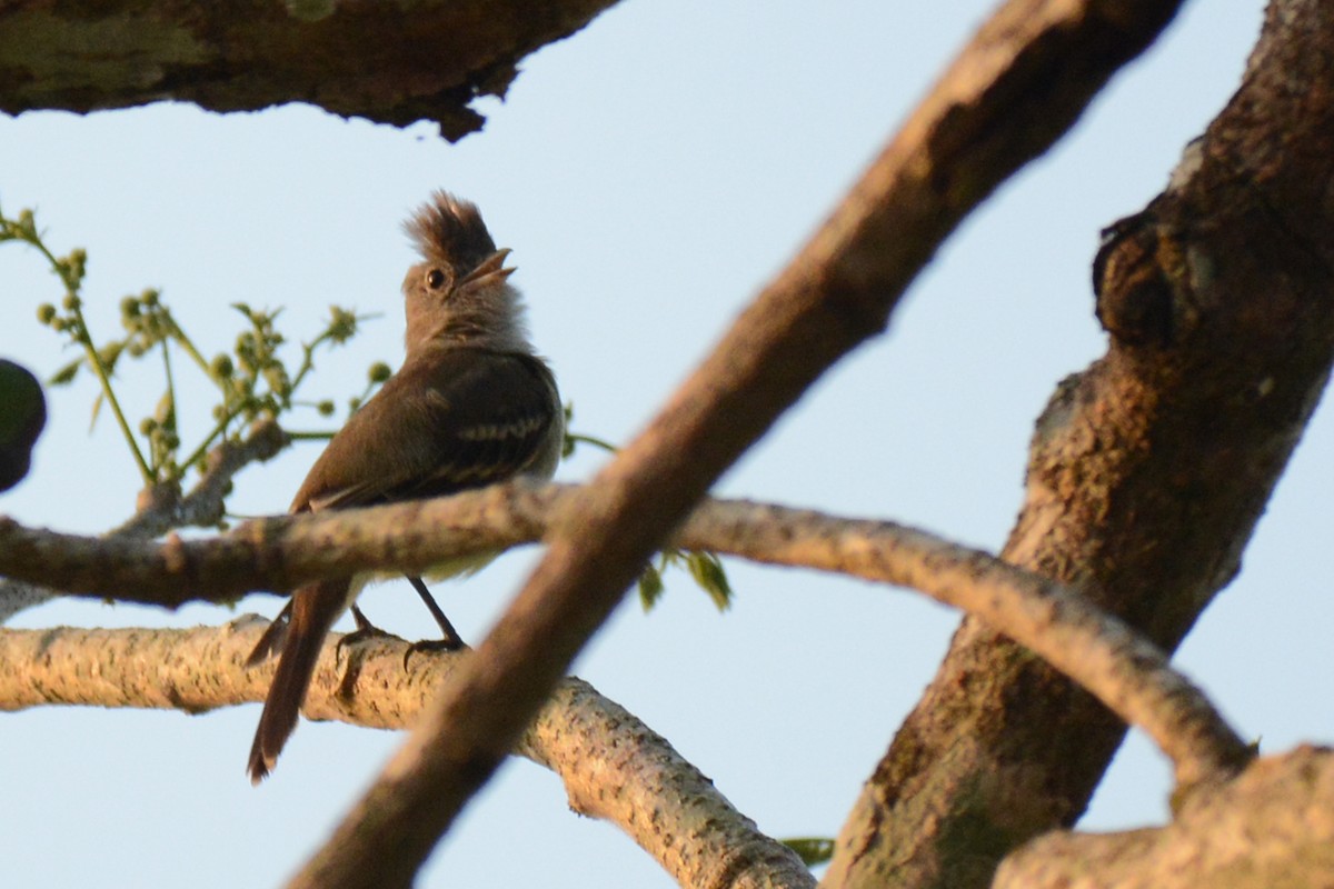 Yellow-bellied Elaenia - ML87719881