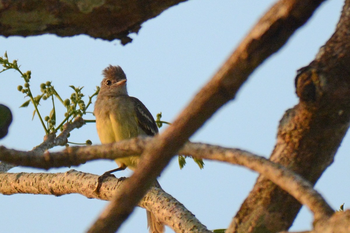 Yellow-bellied Elaenia - Marie O'Neill