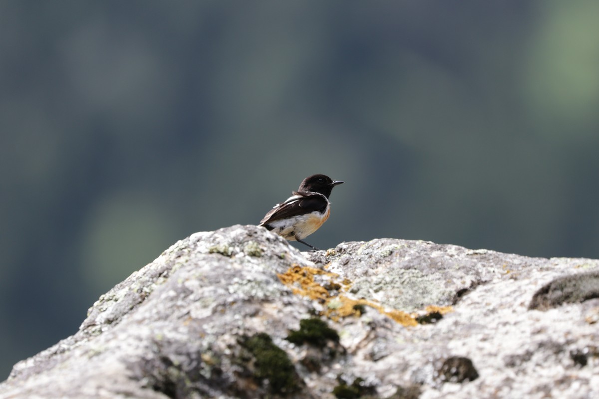 Siberian Stonechat - Suresh  Rana