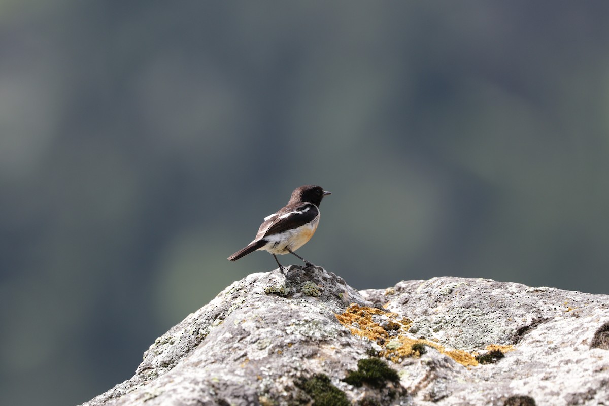 Siberian Stonechat - Suresh  Rana