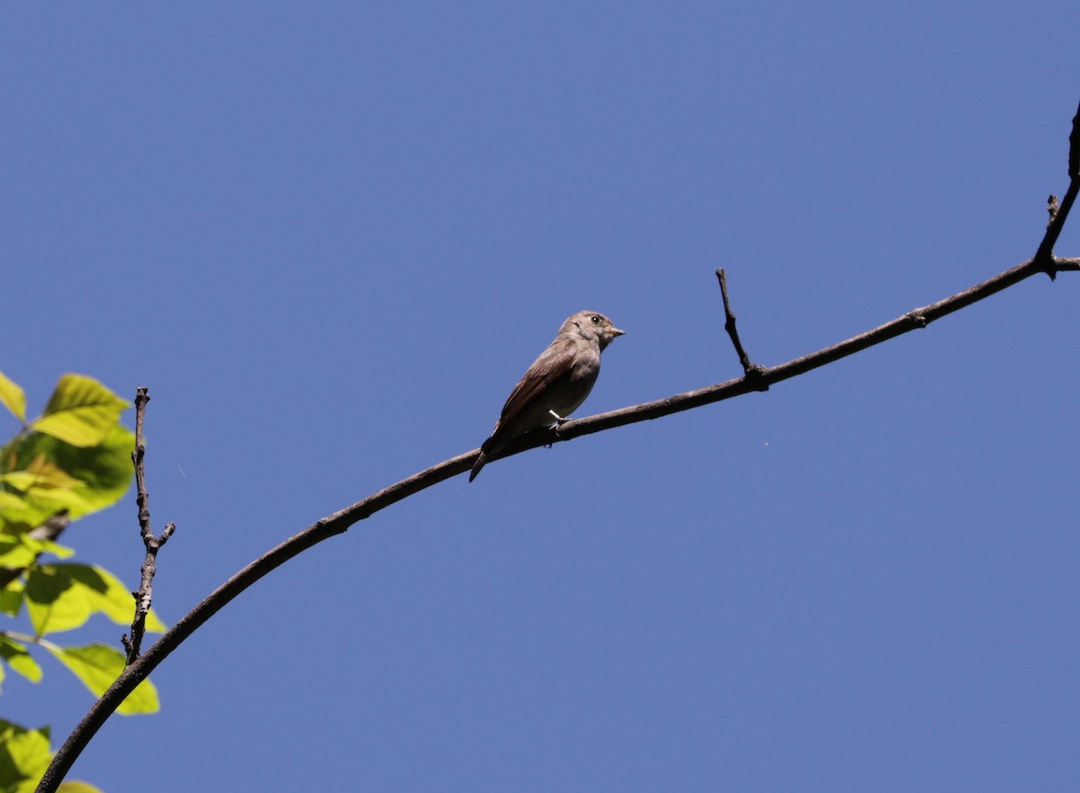 Dark-sided Flycatcher - Suresh  Rana