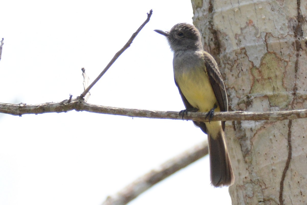 Panama Flycatcher - ML87720031