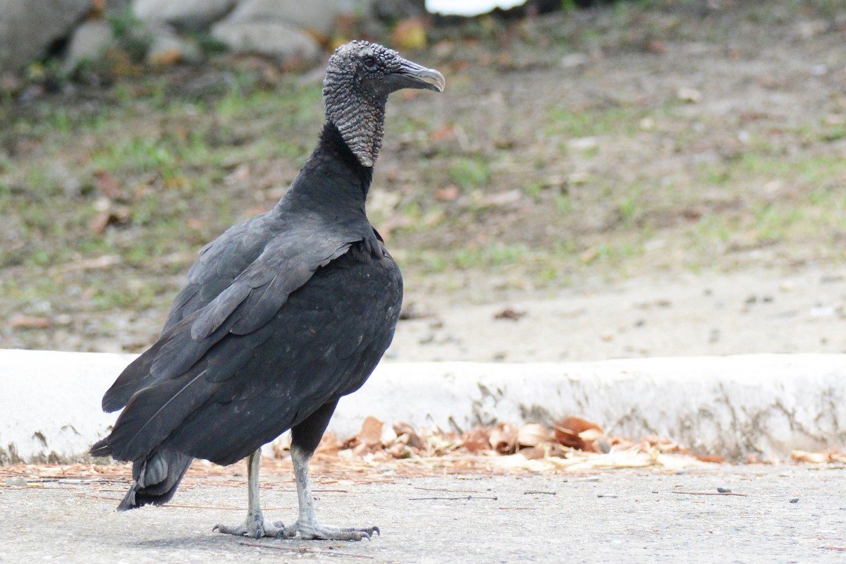 Black Vulture - ML87720191