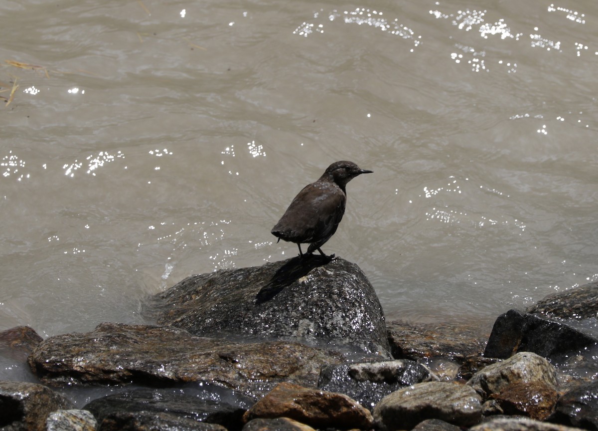 Brown Dipper - Suresh  Rana