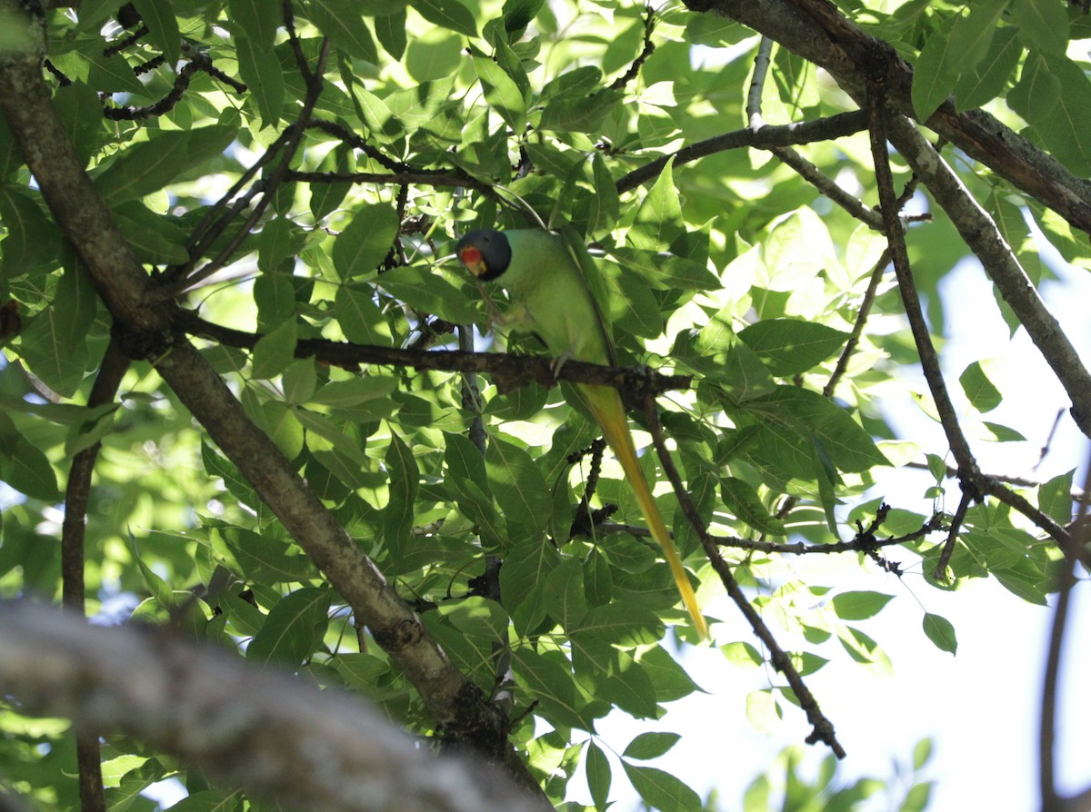 Slaty-headed Parakeet - Suresh  Rana