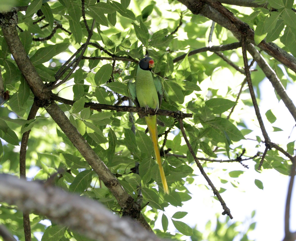 Slaty-headed Parakeet - Suresh  Rana