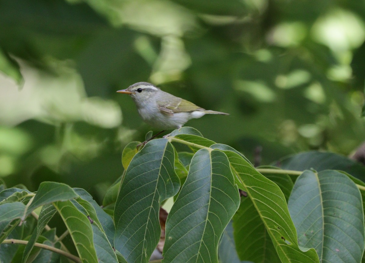 Western Crowned Warbler - ML87720781