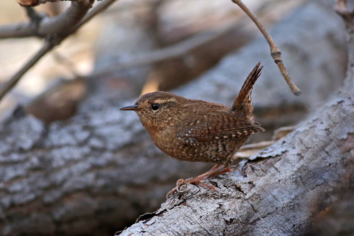 Pacific Wren - Marceline VandeWater