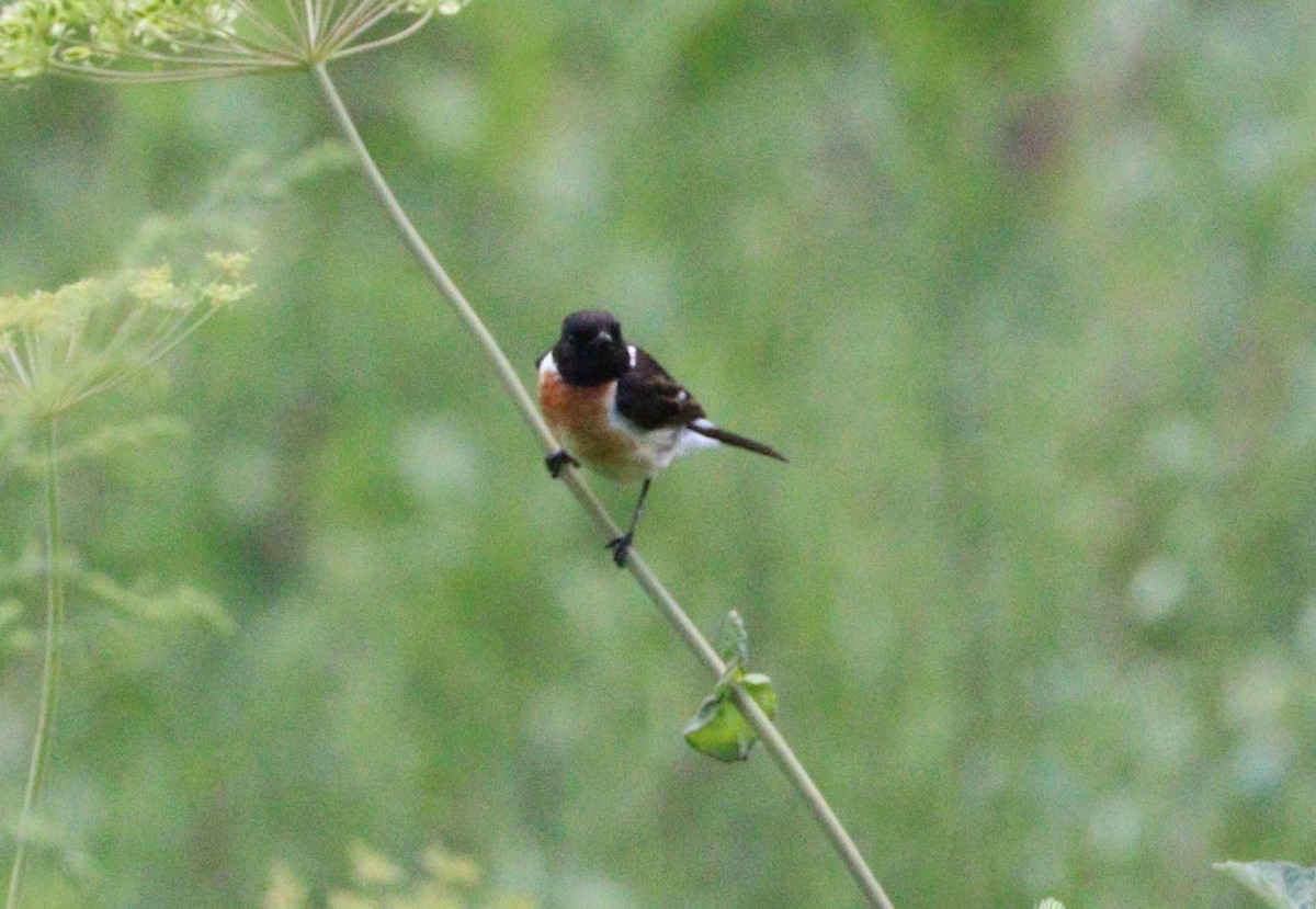 Siberian Stonechat - ML87721501