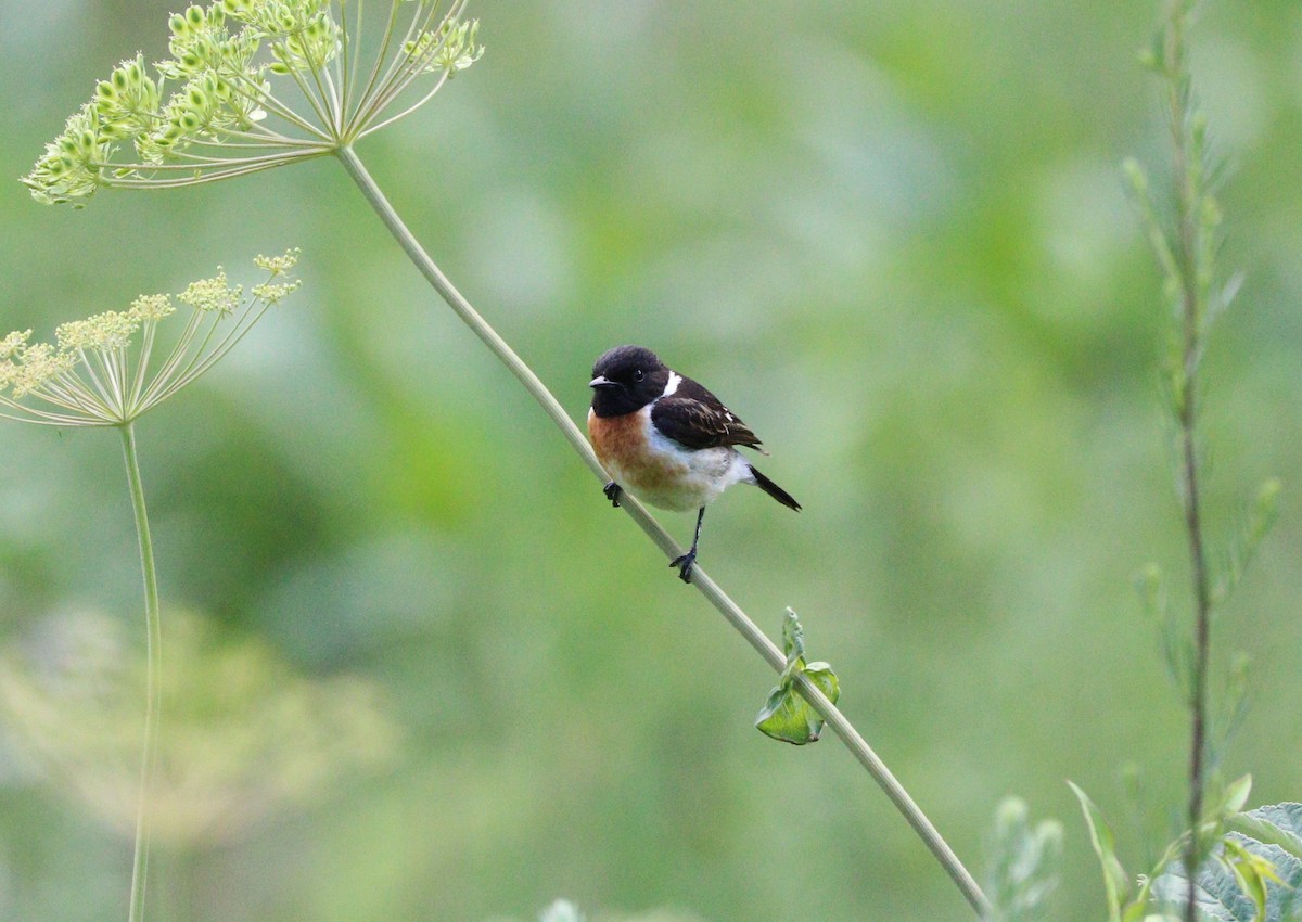 Siberian Stonechat - ML87721521