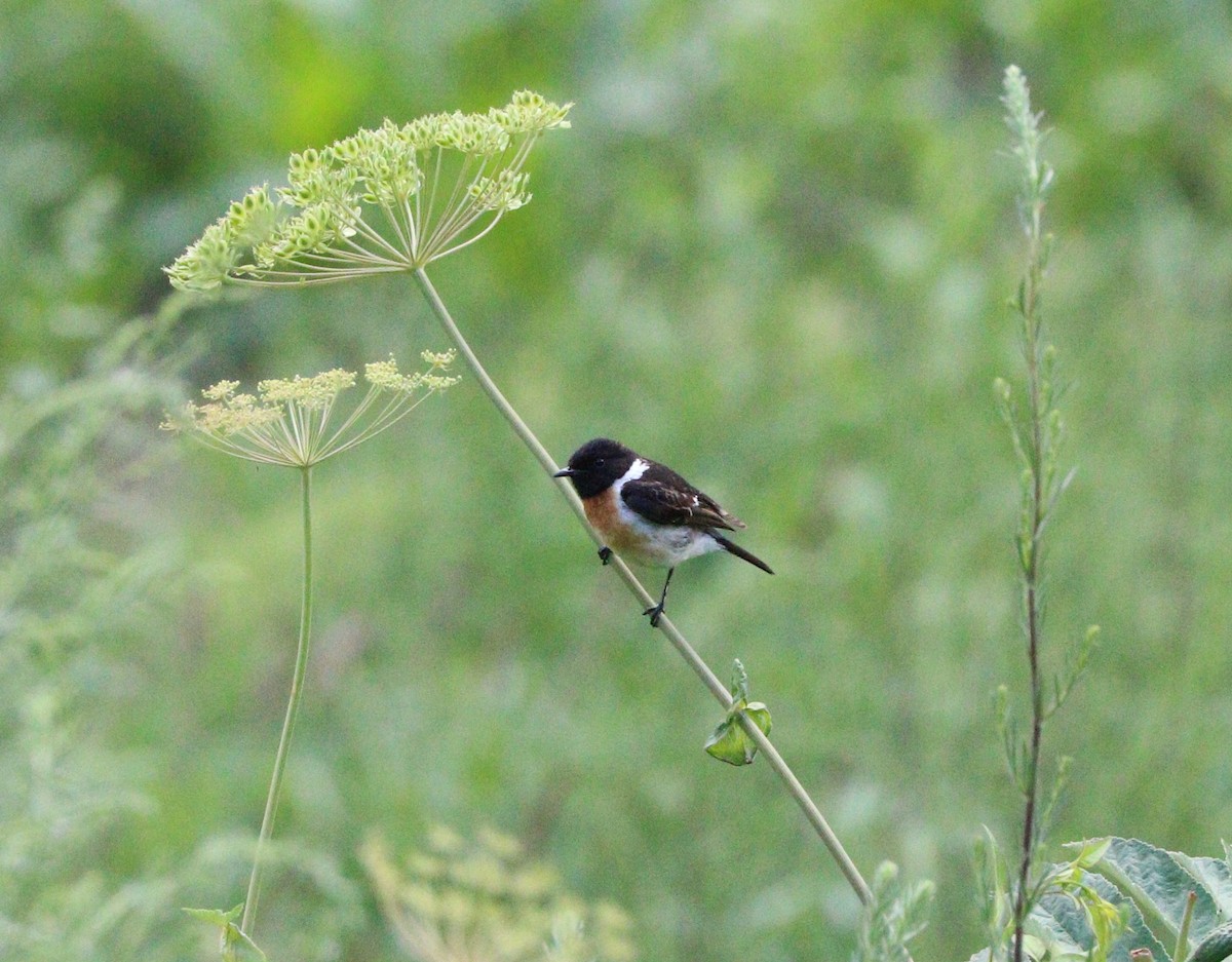 Siberian Stonechat - ML87721531