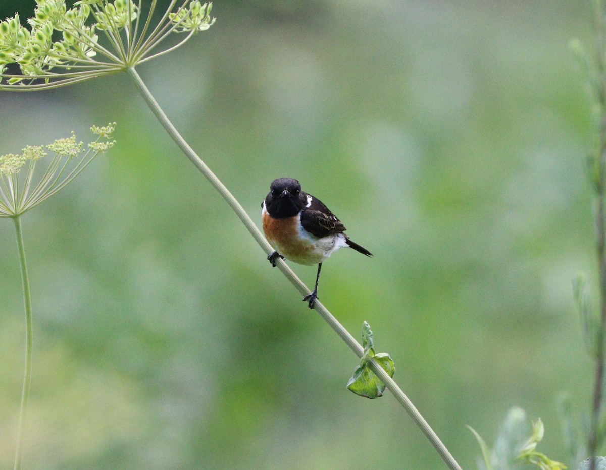 Siberian Stonechat - ML87721541