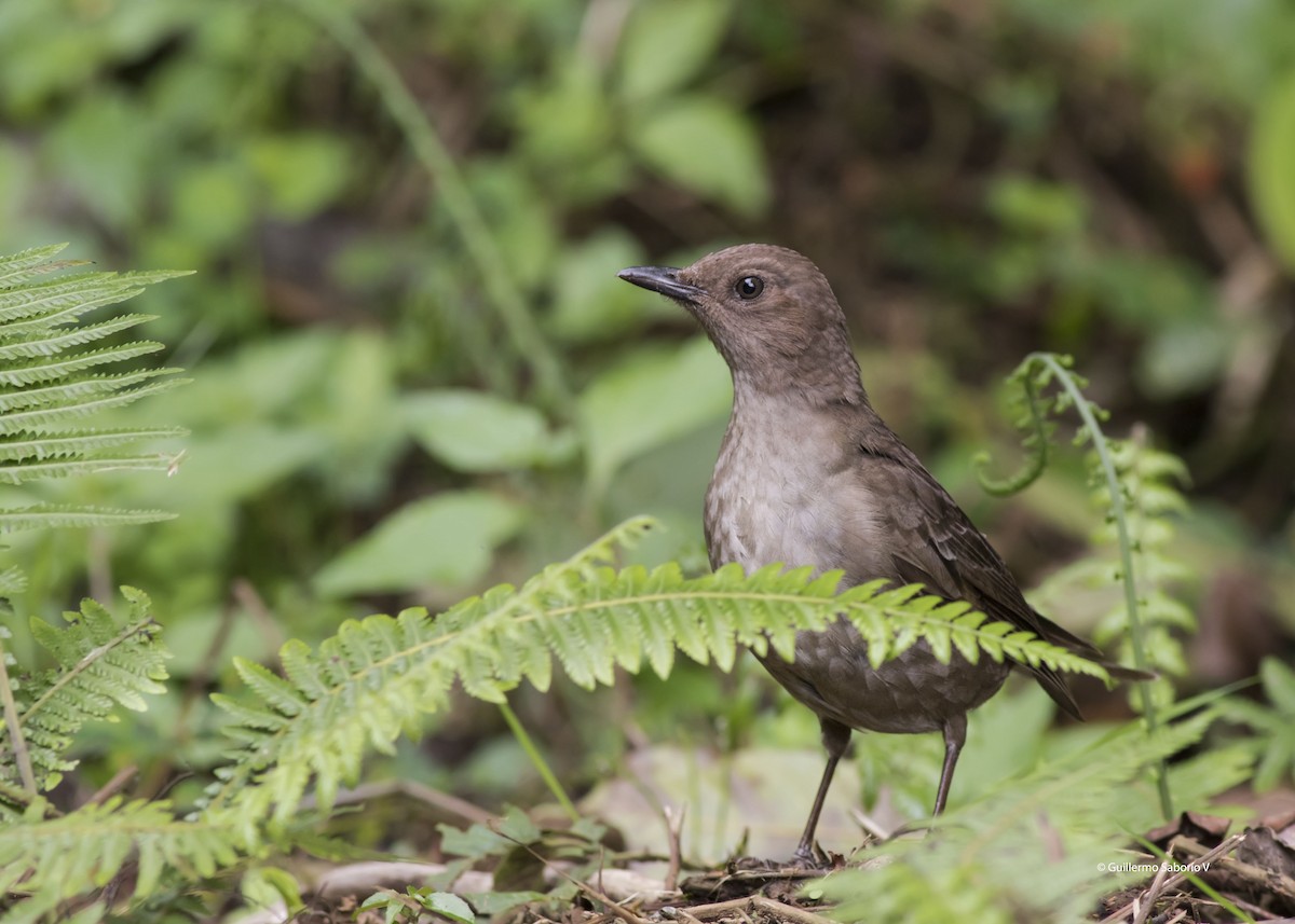 Mountain Thrush - ML87721581